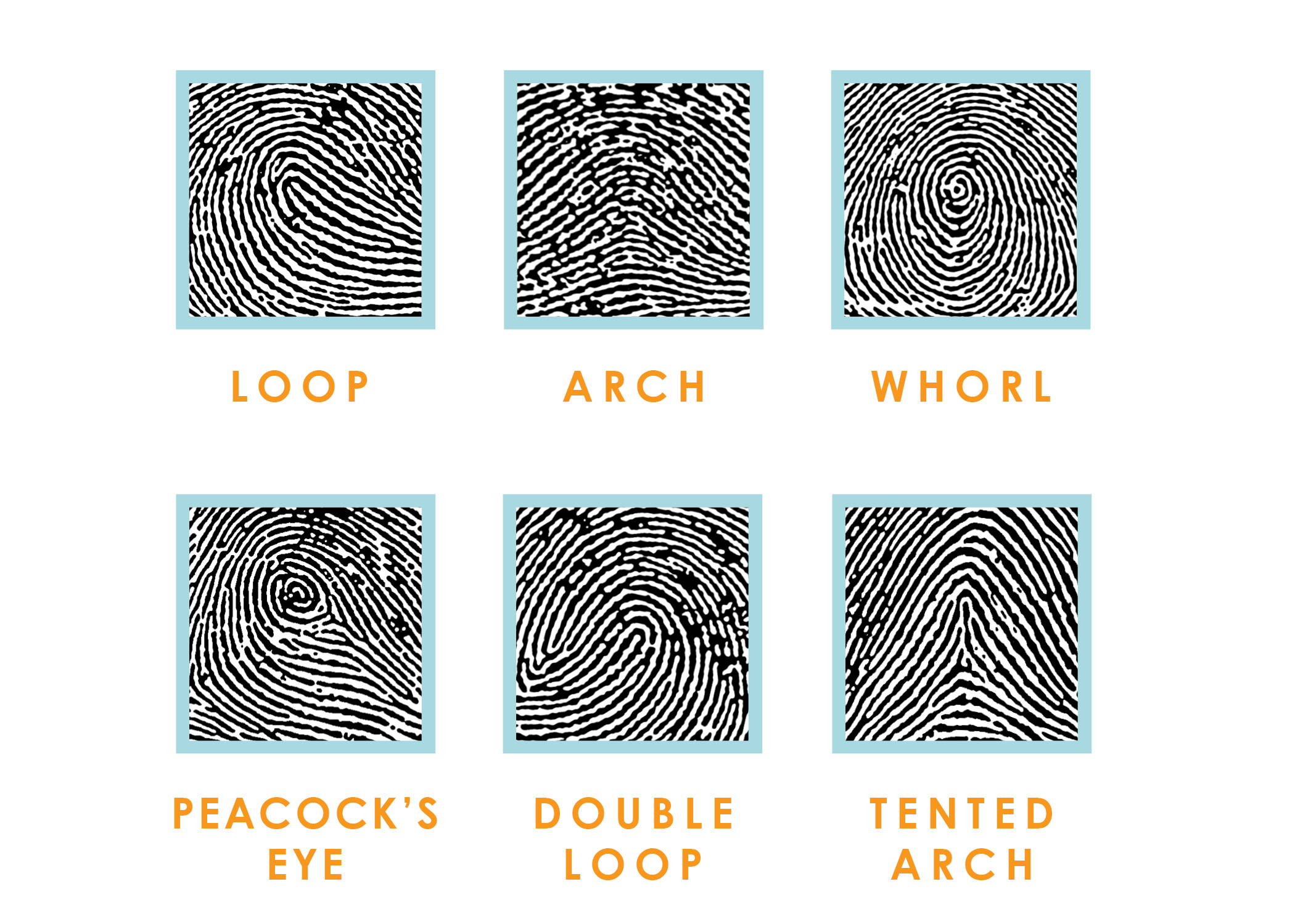 Fingerprint types flutterbye prints